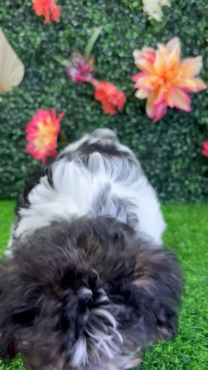 Male Yochon puppy named Mickey for sale at Puppy Dreams - Wichita West. video thumbnail