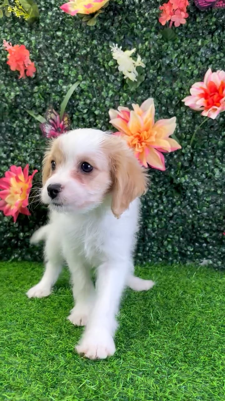 Female Cavachon puppy named Charley for sale at Puppy Dreams - Wichita West. video thumbnail