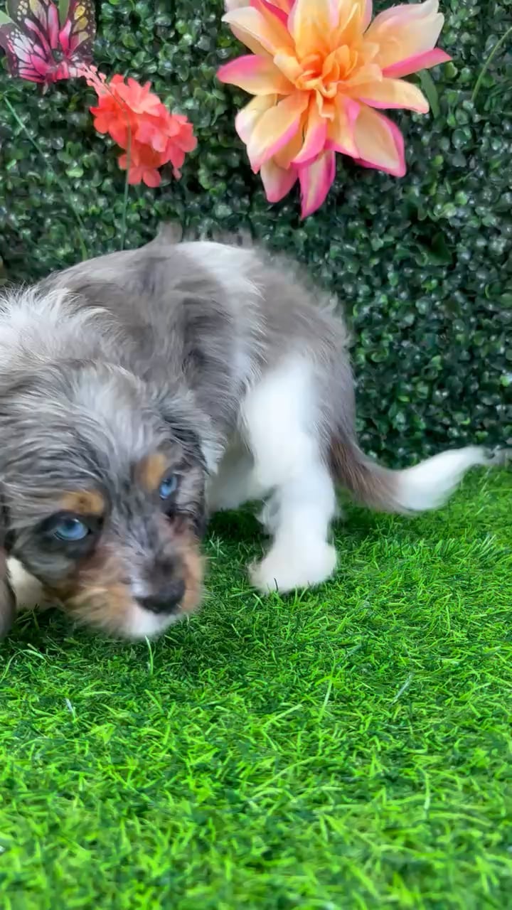 Male Cavapoo puppy named Coal for sale at Puppy Dreams - Junction City. video thumbnail
