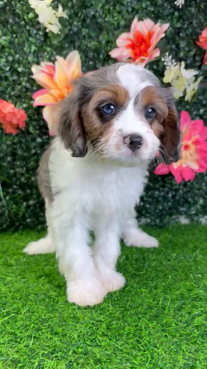 Female Cavapoo puppy named Char for sale at Puppy Dreams - Wichita West. video thumbnail