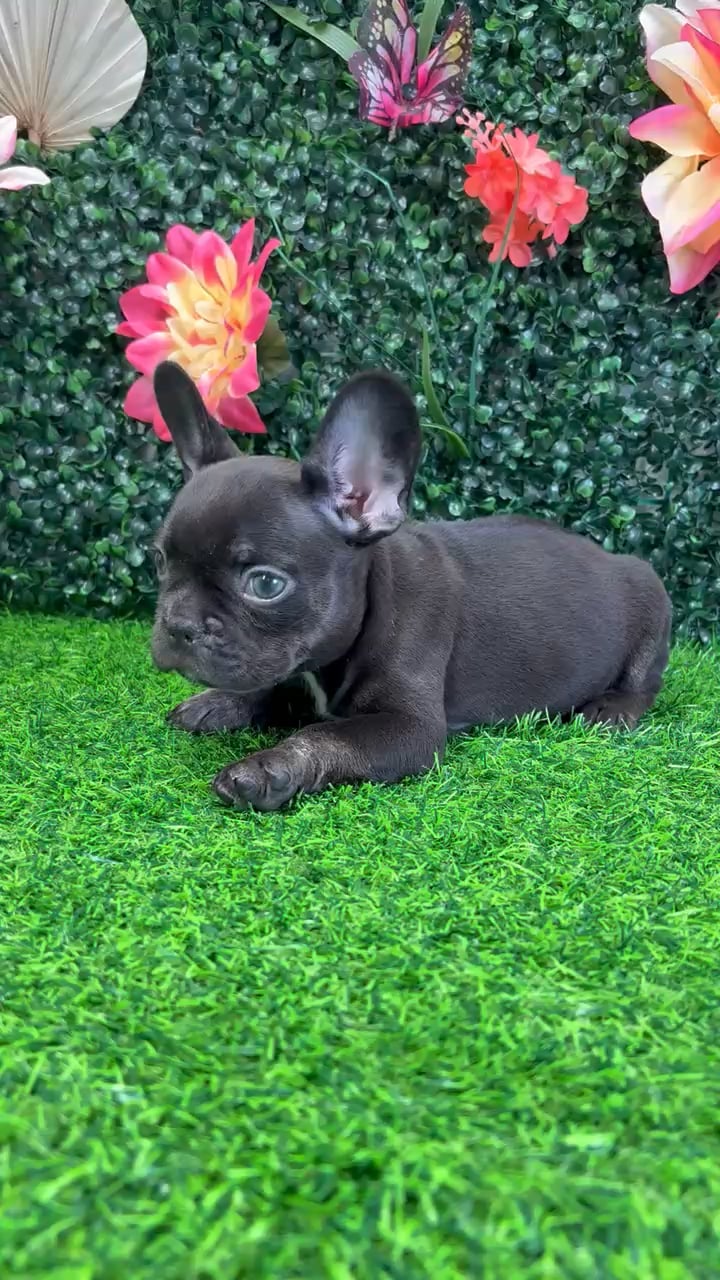 Male French Bulldog puppy named Hugo for sale at Puppy Dreams - Wichita West. video thumbnail