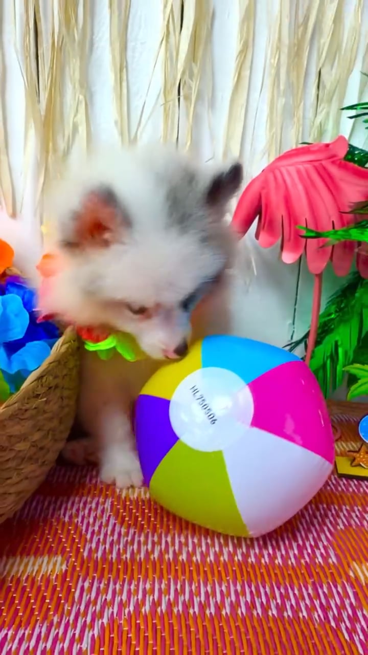 Male Pomeranian puppy named Sterling for sale at Puppy Dreams Puyallup. video thumbnail