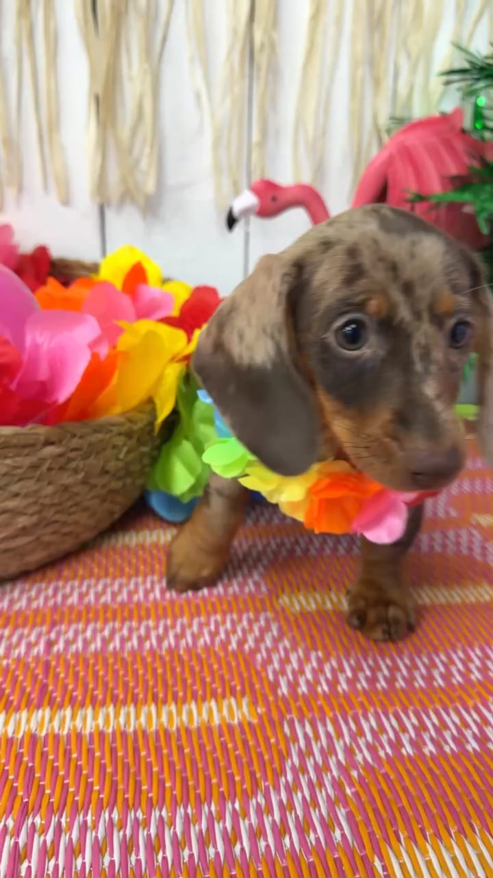 Female Dachshund puppy named Almond for sale at Puppy Dreams Puyallup. video thumbnail