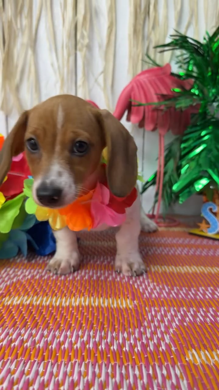 Male Dachshund puppy named Cashew for sale at Puppy Dreams Puyallup. video thumbnail