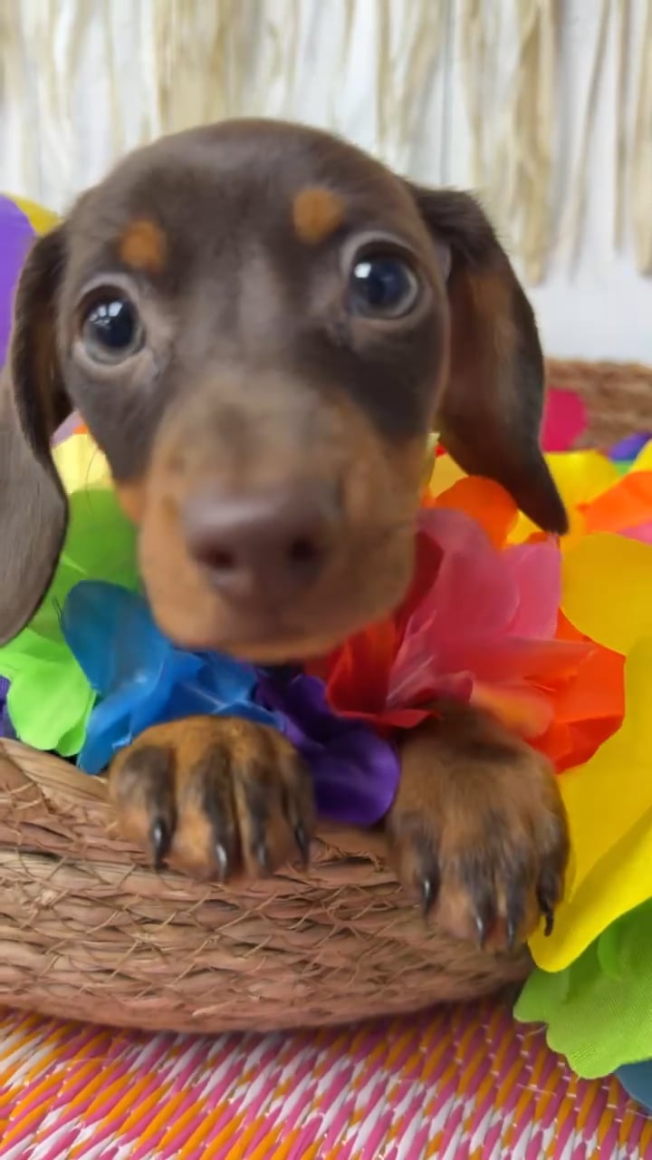 Female Dachshund puppy named Pecan for sale at Puppy Dreams Puyallup. video thumbnail