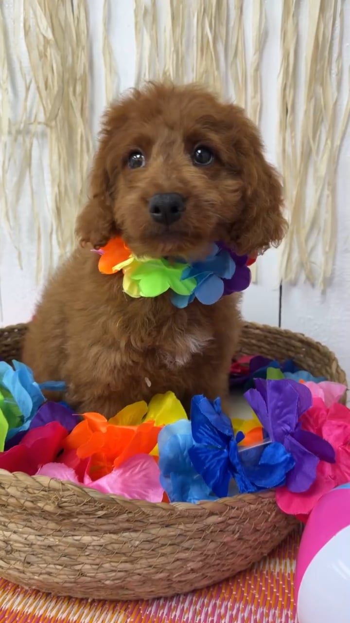 Female Mini Goldendoodle puppy named Marigold for sale at Puppy Dreams Puyallup. video thumbnail
