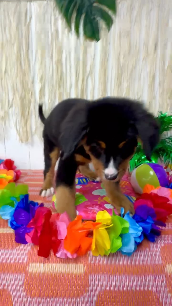 Male Bernese Mountain Dog puppy named Tucker for sale at Puppy Dreams Puyallup. video thumbnail