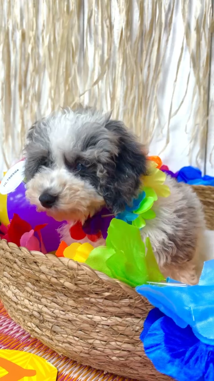 Male Mini Poodle puppy named Bluey for sale at Puppy Dreams Puyallup. video thumbnail
