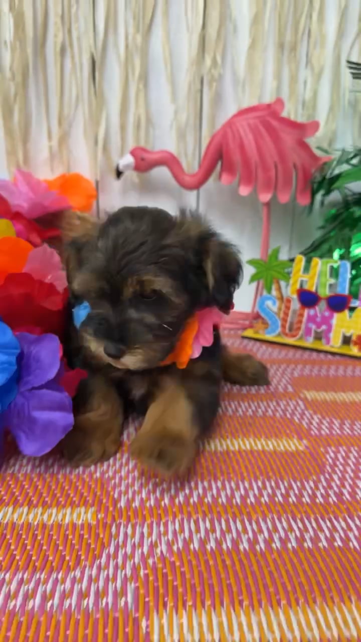Male Schnoodle puppy named Whiskey for sale at Puppy Dreams Puyallup. video thumbnail