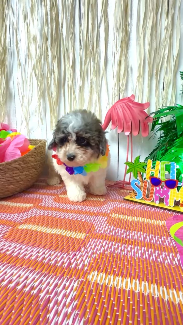 Male Mini Poodle puppy named Bingo for sale at Puppy Dreams Puyallup. video thumbnail