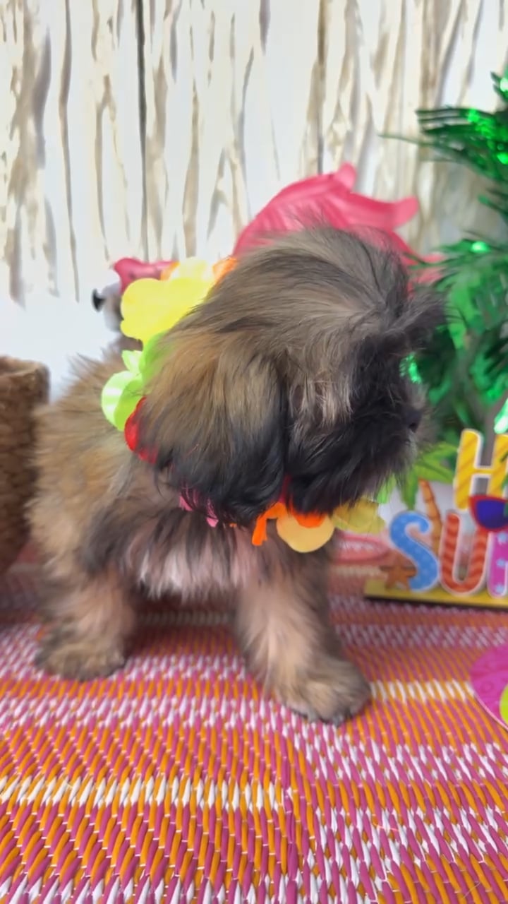 Male Shih Tzu puppy named Bean for sale at Puppy Dreams Puyallup. video thumbnail