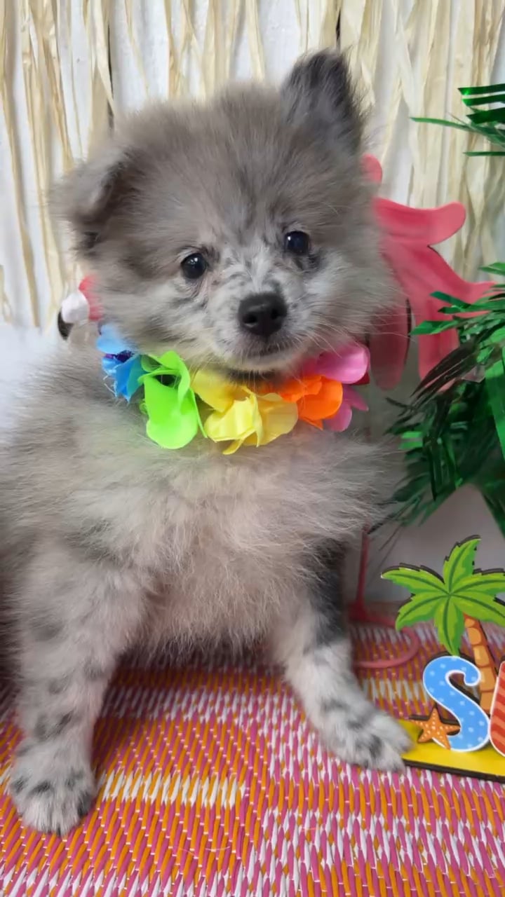 Male Pomeranian puppy named Steel for sale at Puppy Dreams Puyallup. video thumbnail