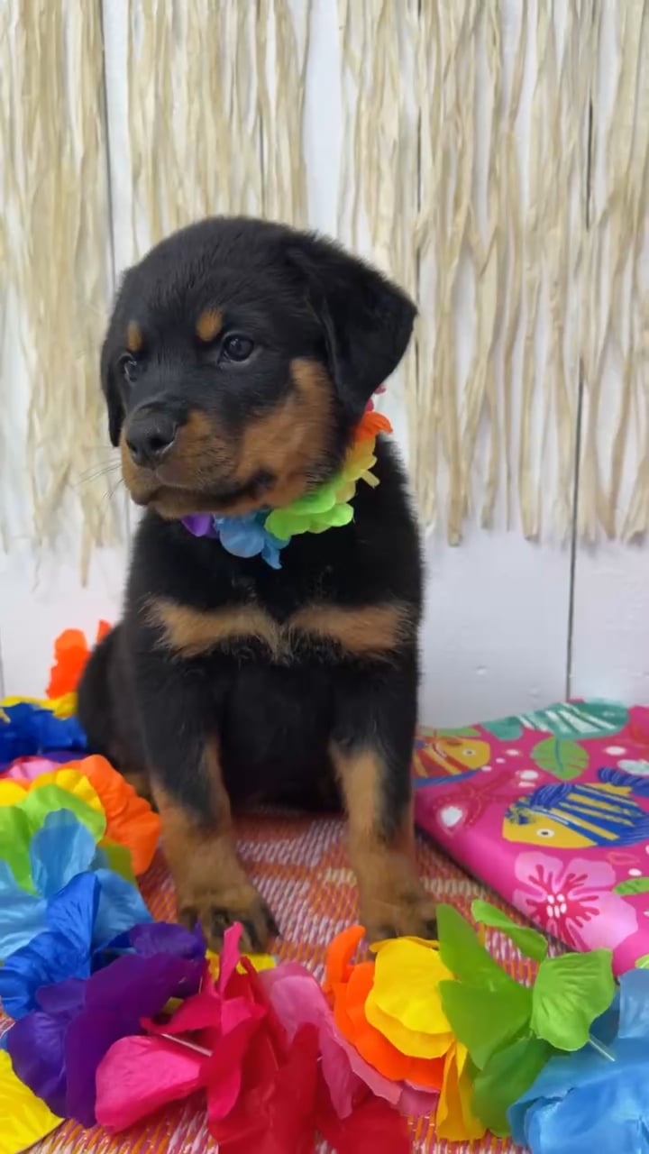 Female Rottweiler puppy named Briar for sale at Puppy Dreams Puyallup. video thumbnail