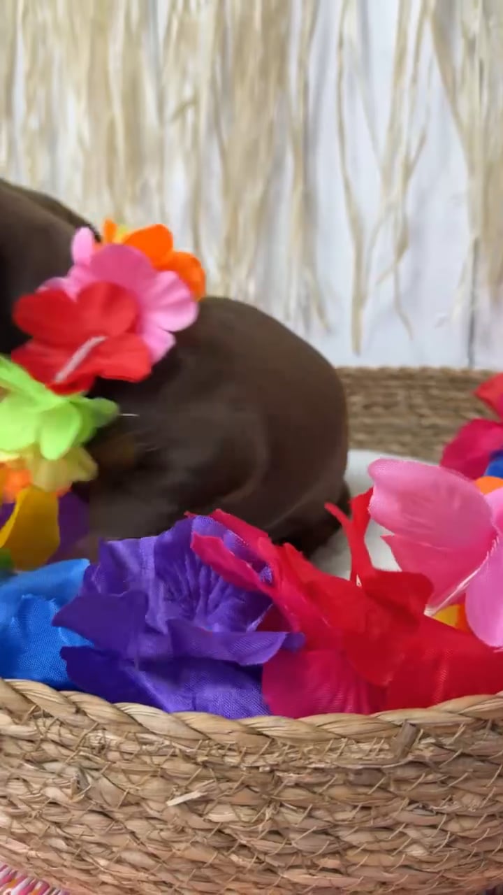 Male Dachshund puppy named Peanut for sale at Puppy Dreams Puyallup. video thumbnail