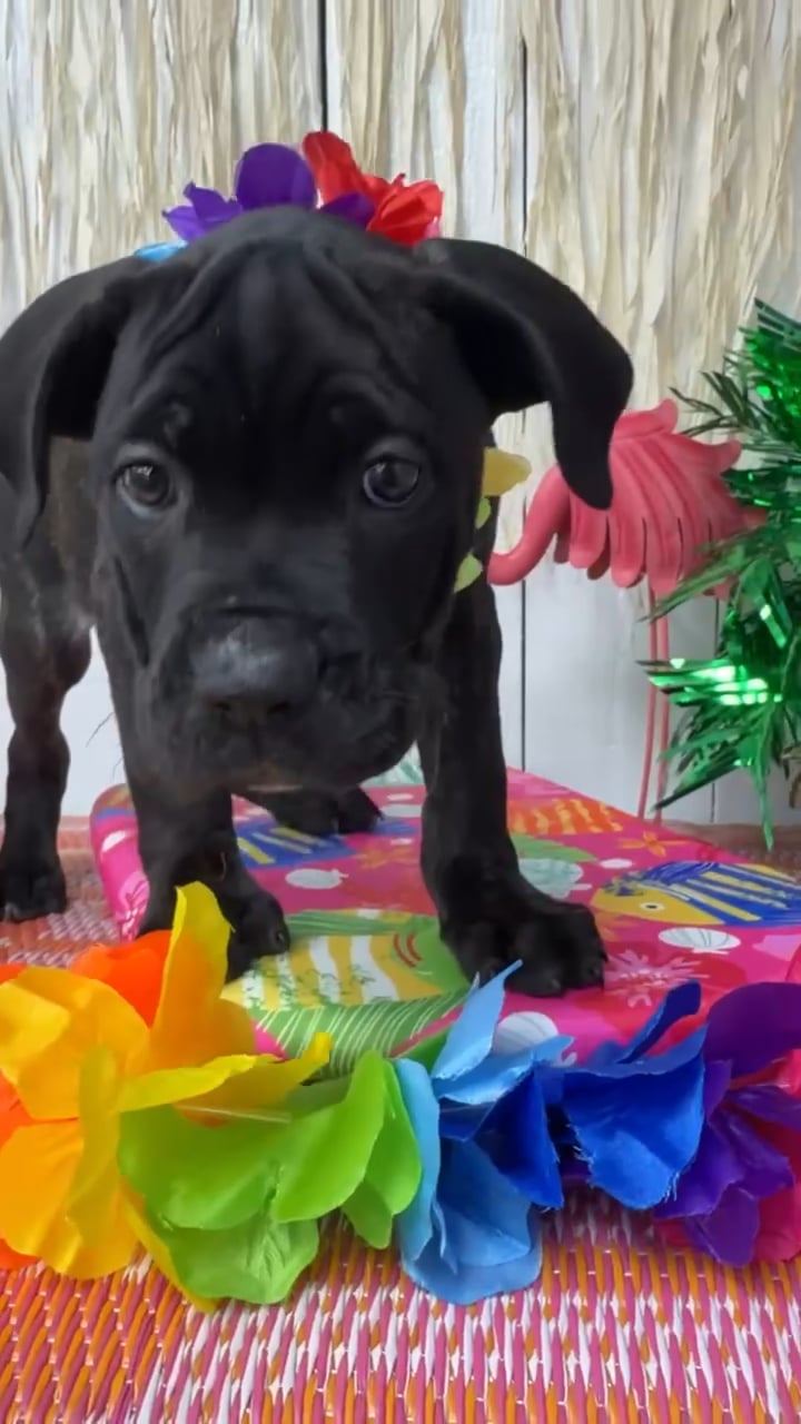 Male Cane Corso puppy named Brutus for sale at Puppy Dreams Puyallup. video thumbnail