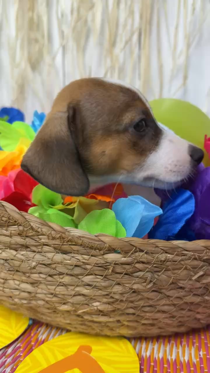 Male Jack Russell Terrier puppy named Jax for sale at Puppy Dreams Puyallup. video thumbnail