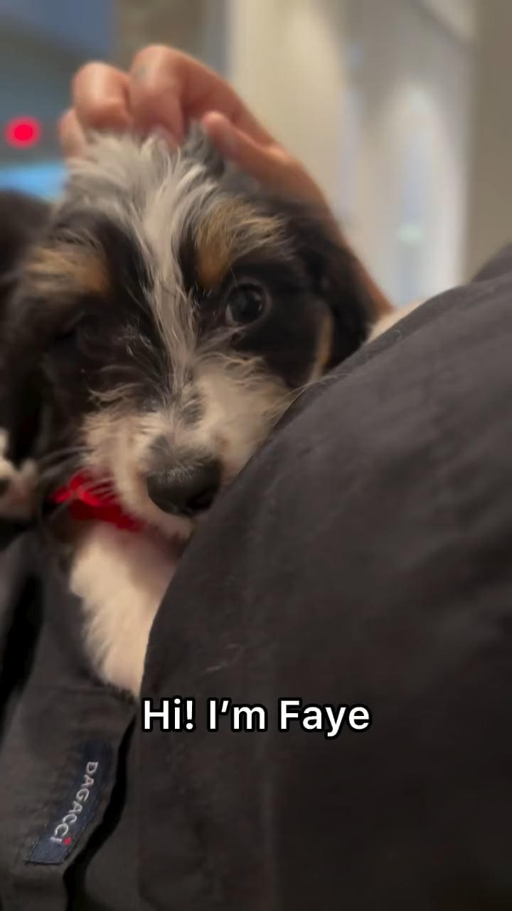 Female Aussiedoodle puppy named Faye for sale at The Puppy Palace CT. video thumbnail