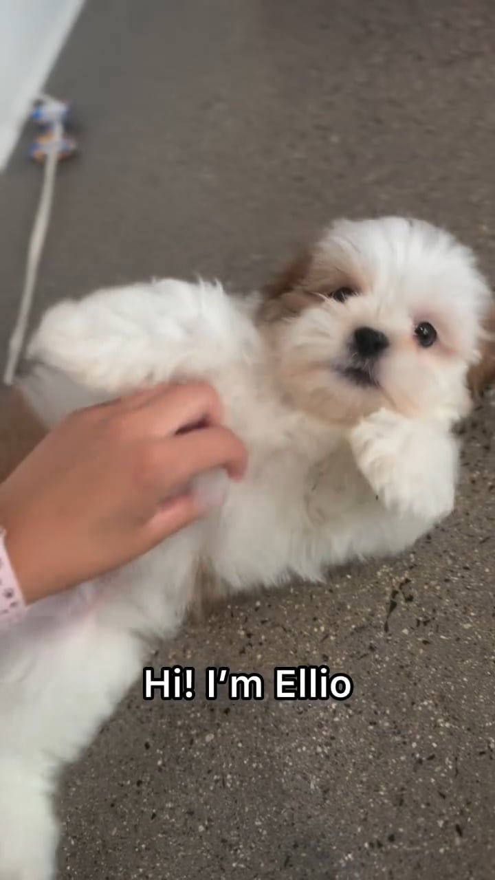Male Lhasa Apso puppy named Ellio for sale at The Puppy Palace CT. video thumbnail