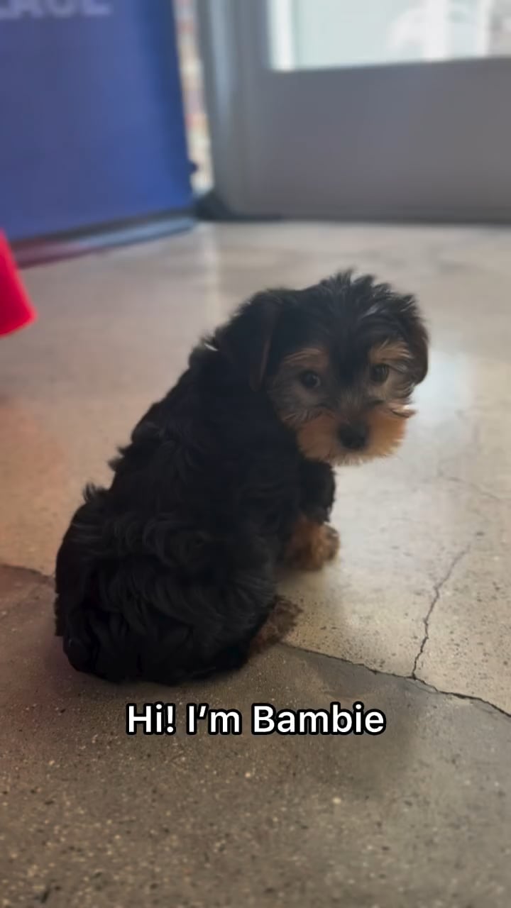 Male Yorkie puppy named Bambie for sale at The Puppy Palace CT. video thumbnail