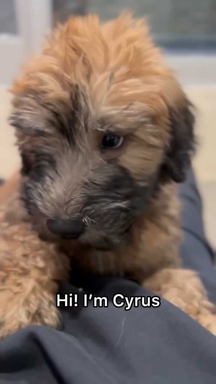 Male Soft Coated Wheaten Terrier puppy named Cyrus for sale at The Puppy Palace CT. video thumbnail