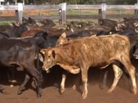Lote 01