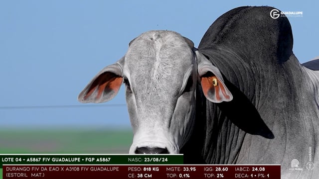 Lote 04