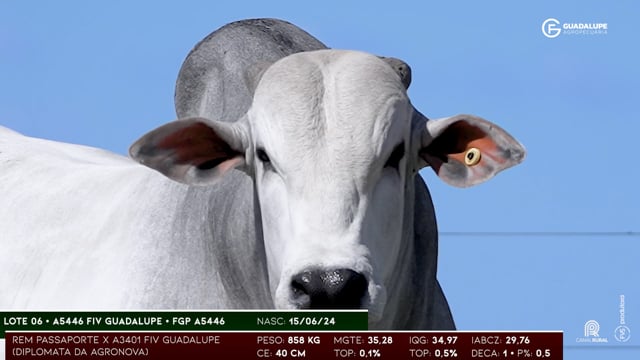 Lote 06