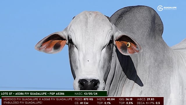 Lote 07
