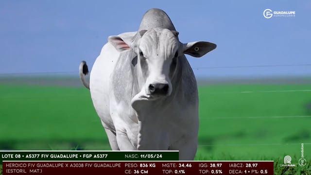 Lote 08