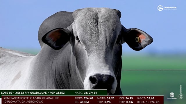 Lote 09