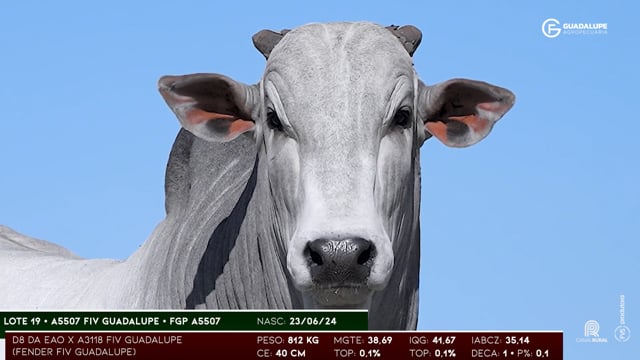 Lote 19