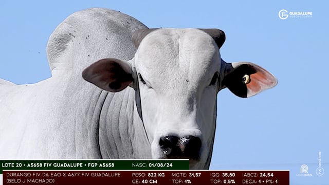 Lote 20