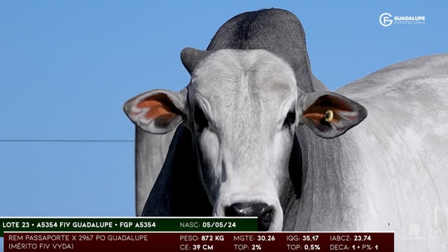Lote 23