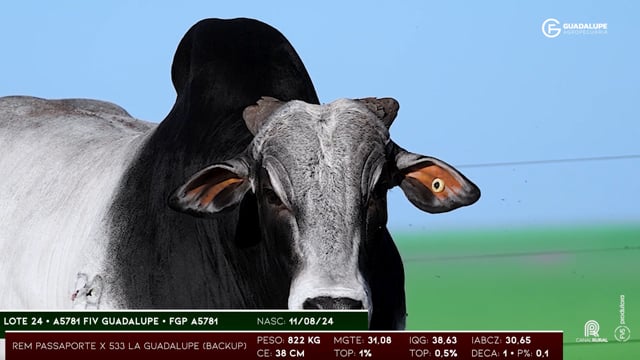 Lote 24