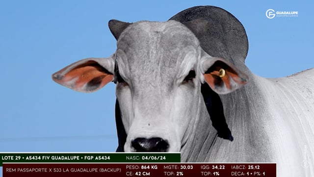 Lote 29