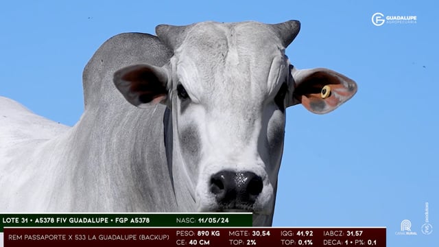 Lote 31