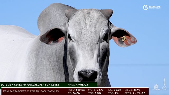 Lote 32