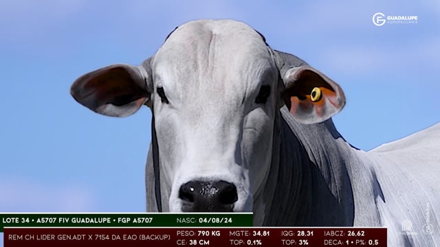 Lote 34