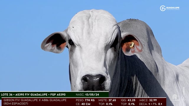 Lote 36
