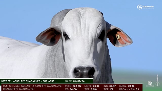 Lote 37