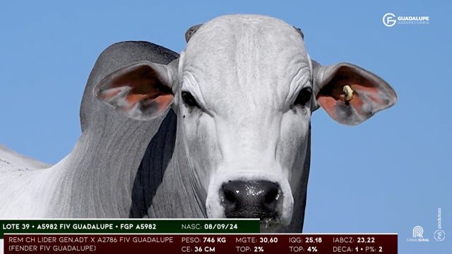Lote 39