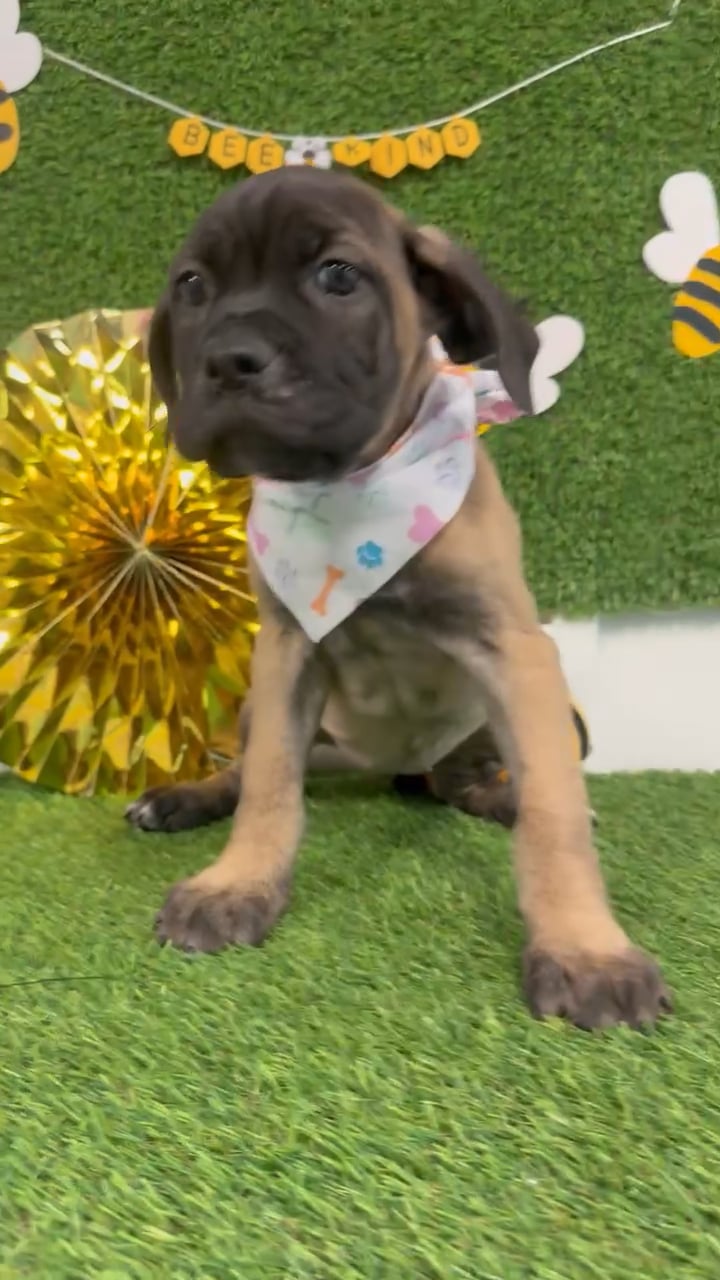 Female Cane Corso puppy named Crystal for sale at Puppy Dreams - Idaho. video thumbnail