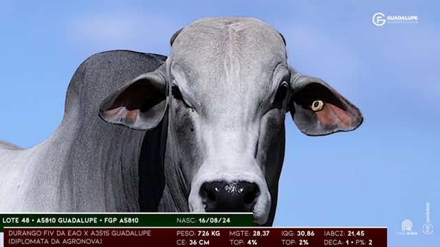 Lote 48