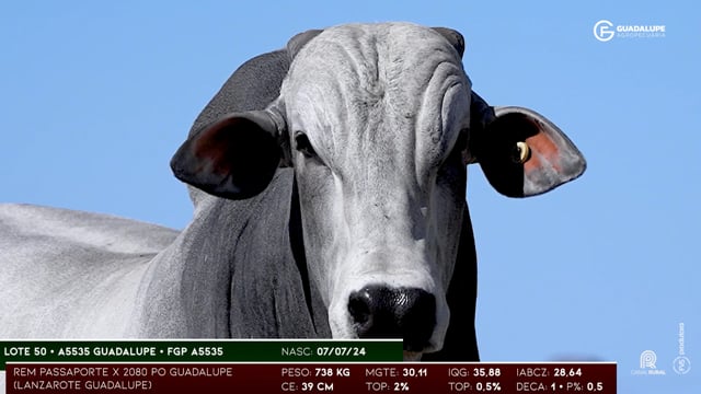 Lote 50