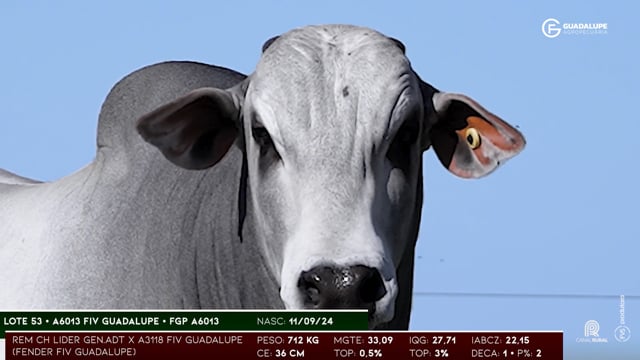 Lote 53