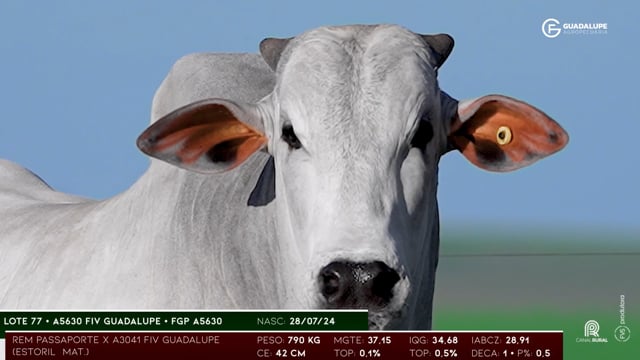 Lote 77