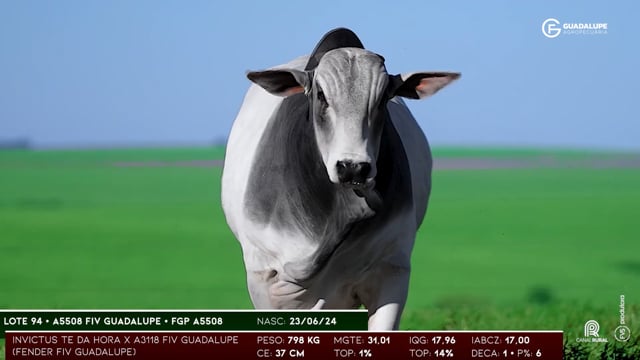 Lote 94