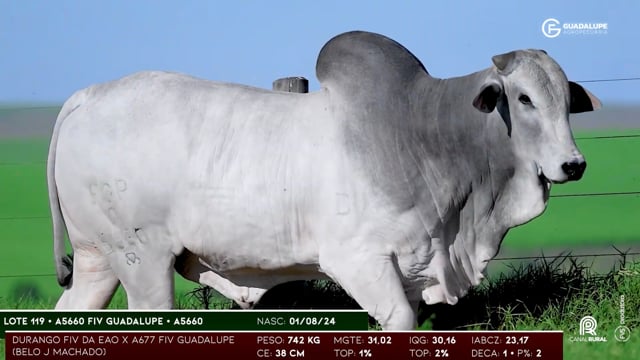 Lote 119