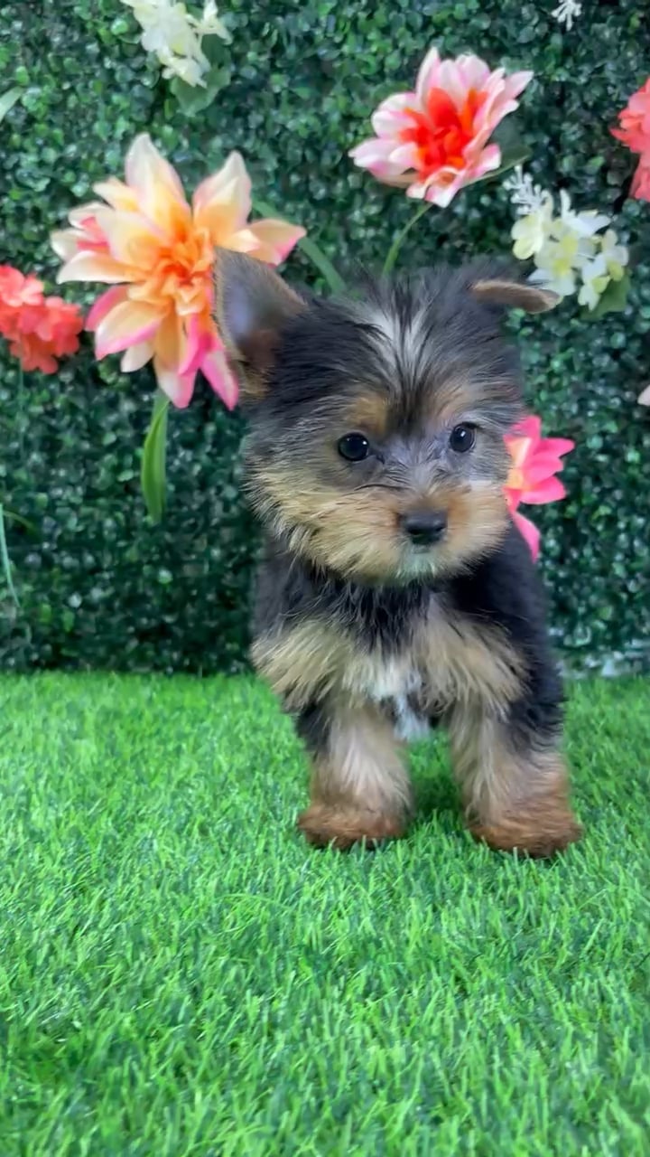 Female Yorkie puppy named Vera for sale at Puppy Dreams - Wichita West. video thumbnail