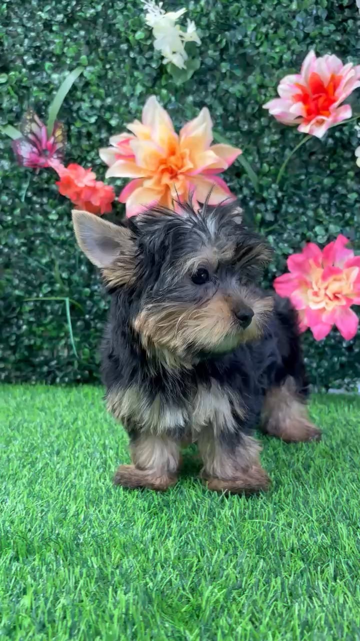 Female Yorkie puppy named Cleo for sale at Puppy Dreams - Wichita West. video thumbnail